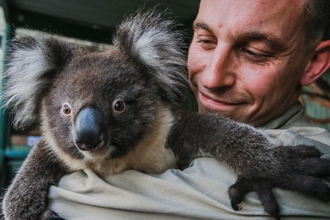 Kangaroos & Koala Encounter Experience (Half Day Private Tour) - Accommodation Coffs Harbour 0