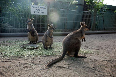 Kangaroos & Koala Encounter Experience (Half Day Private Tour) - Accommodation Coffs Harbour 2