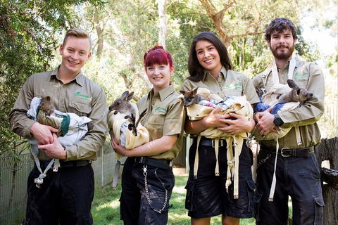 Kangaroos & Koala Encounter Experience (Half Day Private Tour) - Accommodation Coffs Harbour 3