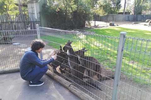 Kangaroos & Koala Encounter Experience (Half Day Private Tour) - Accommodation Coffs Harbour 4