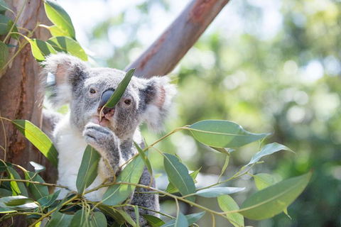 Kangaroos & Koala Encounter Experience (Half Day Private Tour) - Accommodation Coffs Harbour 5