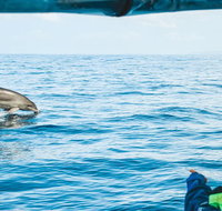 Cruise with Dolphins in Byron Bay