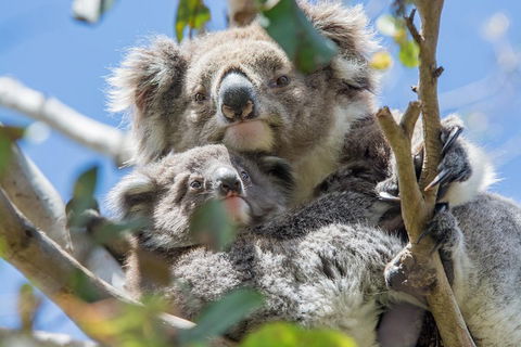 3-Day Adelaide To Melbourne Overland Trip Through Grampians And Great Ocean Road - Accommodation Coffs Harbour 3