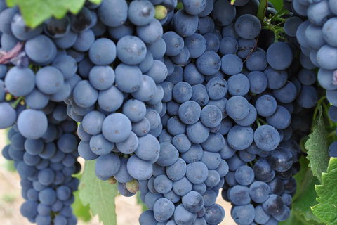 Adelaide Hills Day Tour. Winery Cellar Doors - Accommodation Coffs Harbour 3