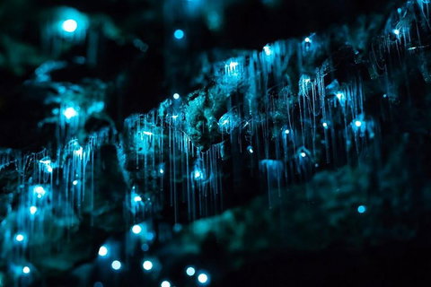 Hinterland Magic & Glow-worm Experience - Accommodation Coffs Harbour 1