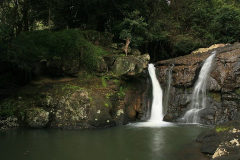 Hinterland Magic & Glow-worm Experience - Accommodation Coffs Harbour 2
