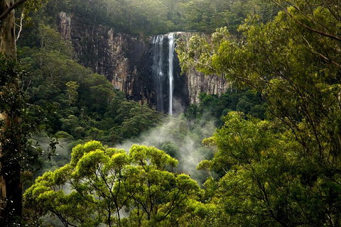 Hinterland Magic & Glow-worm Experience - Accommodation Coffs Harbour 4