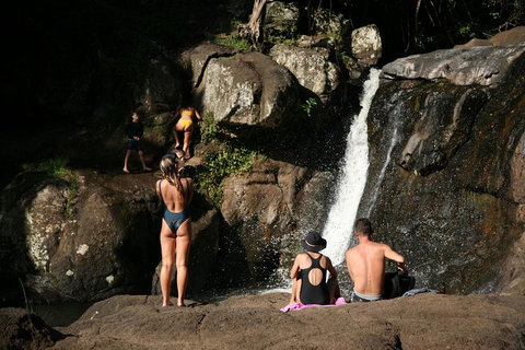 Hinterland Magic & Glow-worm Experience - Accommodation Coffs Harbour 5