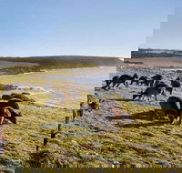 Kangaroo Island Personal Group Tours - Accommodation Coffs Harbour