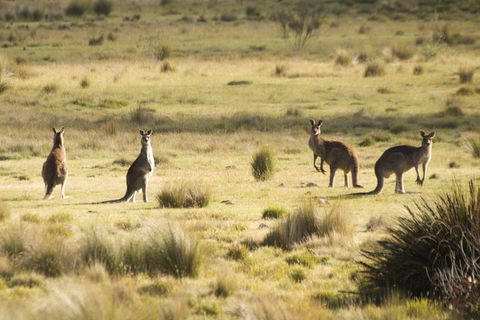 From The Mountains To The Bay - 4 Day Rediscovery Small Group Tour - Accommodation Coffs Harbour 4