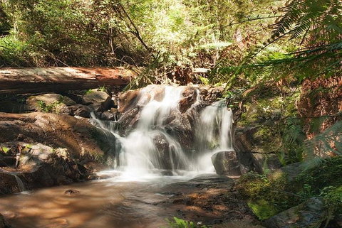 Discover Tour: Dandenong Ranges & William Ricketts Sanctuary - Accommodation Coffs Harbour 1