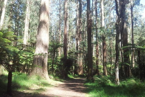 Discover Tour: Dandenong Ranges & William Ricketts Sanctuary - Accommodation Coffs Harbour 5