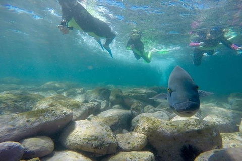 Manly And Shelly Beach Snorkeling Tour - Accommodation Coffs Harbour 0