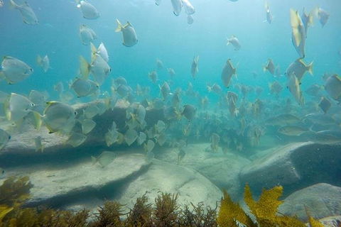 Manly And Shelly Beach Snorkeling Tour - Accommodation Coffs Harbour 2