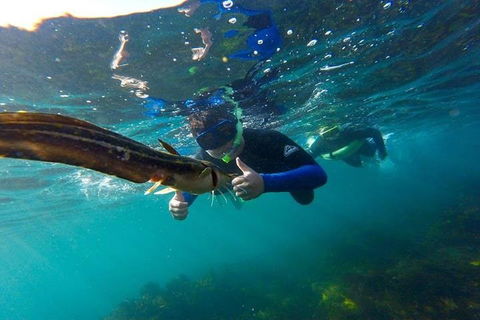 Manly And Shelly Beach Snorkeling Tour - Accommodation Coffs Harbour 3