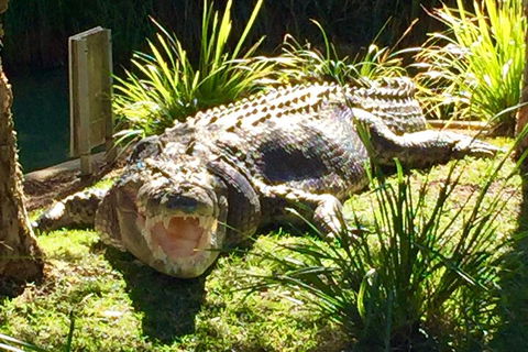 Central Coast Private Tour From Sydney, With Australian Reptile Park Option - Accommodation Coffs Harbour 4
