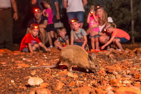 Alice Springs Desert Park Nocturnal Tour - Accommodation Coffs Harbour 1