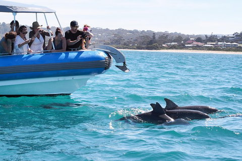 Seal Island Boat Tour From Victor Harbor - Accommodation Coffs Harbour 5
