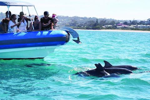 Southern Ocean Adventure From Victor Harbor - Accommodation Coffs Harbour 2