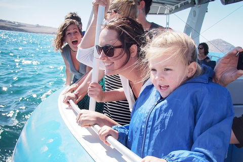 Southern Ocean Adventure From Victor Harbor - Accommodation Coffs Harbour 4