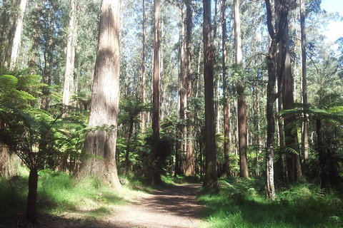 Dandenong Ranges Private Tour Including William Ricketts Sanctuary - Accommodation Coffs Harbour 0