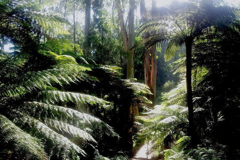 Dandenong Ranges Private Tour Including William Ricketts Sanctuary - Accommodation Coffs Harbour 1