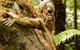 Dandenong Ranges Private Tour Including William Ricketts Sanctuary - thumb 3