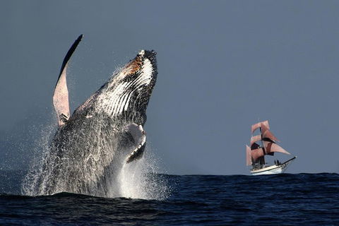 Sydney Harbour Tall Ship Whale & Sail - Whale Watching Cruise - Accommodation Coffs Harbour 0