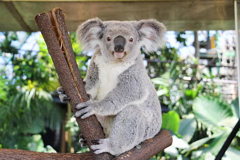 Cairns ZOOM And Wildlife Dome - Accommodation Coffs Harbour 0