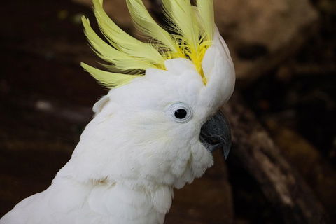 Cairns ZOOM And Wildlife Dome - Accommodation Coffs Harbour 2
