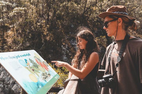Springbrook AndTamborine Rainforest Tour Incl Natural Bridge And Glow Worm Cave - Accommodation Coffs Harbour 0