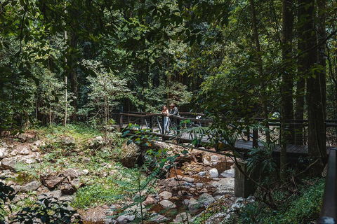 Springbrook AndTamborine Rainforest Tour Incl Natural Bridge And Glow Worm Cave - Accommodation Coffs Harbour 3
