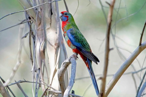 Wild Australian Wildlife 4WD Tour From Sydney - Accommodation Coffs Harbour 5