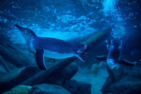 SEA LIFE Sunshine Coast Aquarium Entrance Ticket - Accommodation Coffs Harbour 1