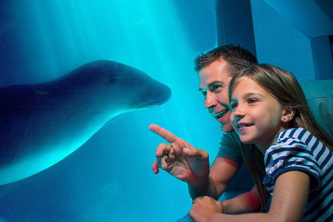 SEA LIFE Sunshine Coast Aquarium Entrance Ticket - Accommodation Coffs Harbour 2