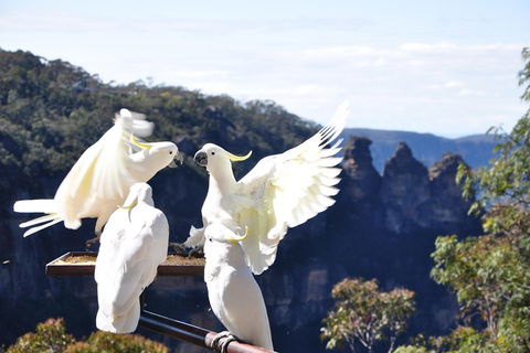 Private Blue Mountains Tour - Accommodation Coffs Harbour 1